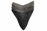 Serrated, Fossil Megalodon Tooth - South Carolina #299647-1